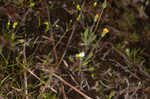 Greenland stitchwort